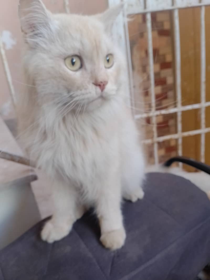 Male Persian cat  03032293774 7