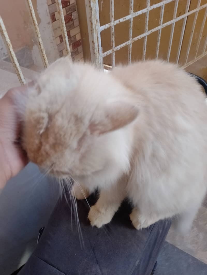 Male Persian cat  03032293774 8