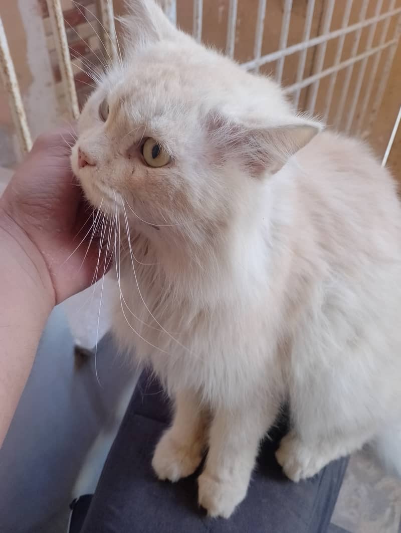 Male Persian cat  03032293774 9