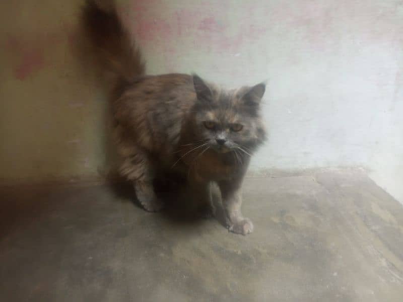 Persian cat 3