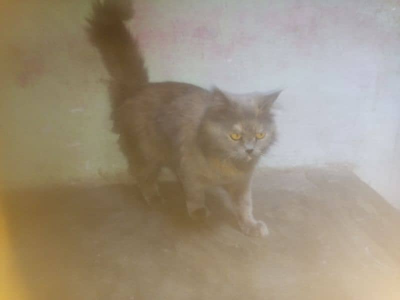 Persian cat 4