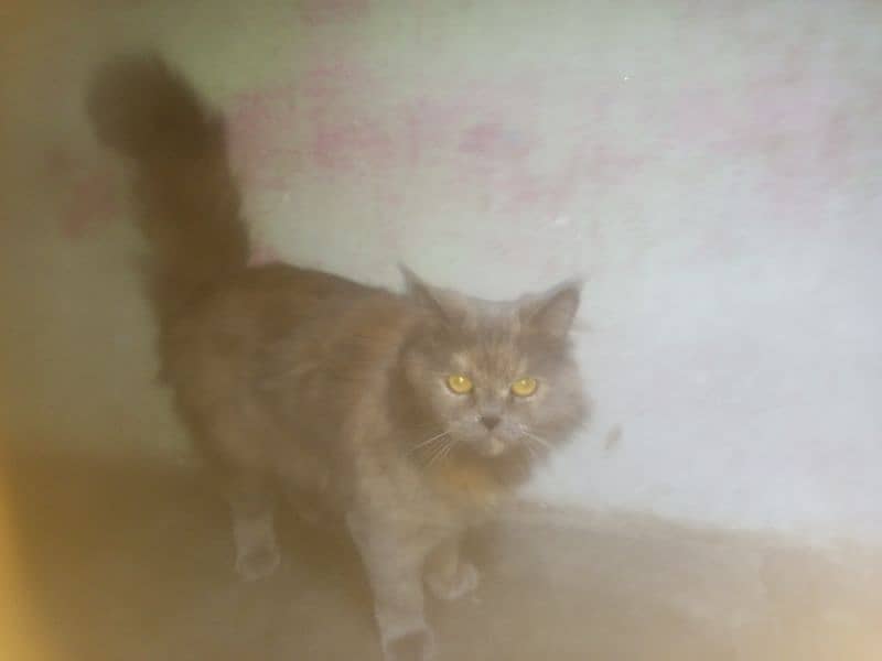 Persian cat 6