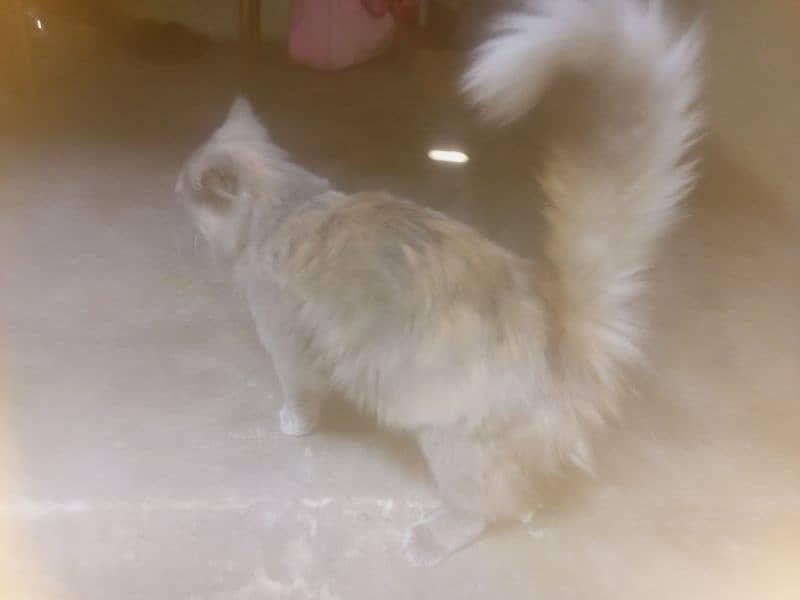 Persian cat 7