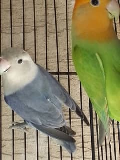 love birds for sell