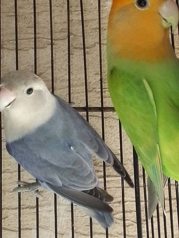 love birds for sell 0