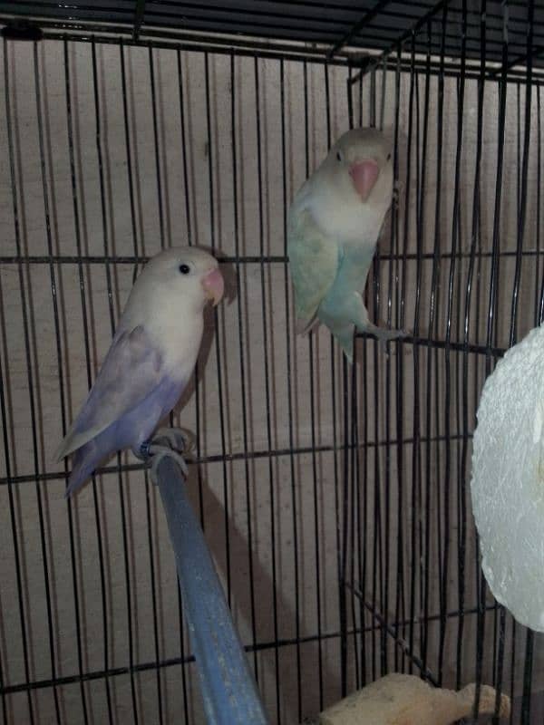 love birds for sell 2