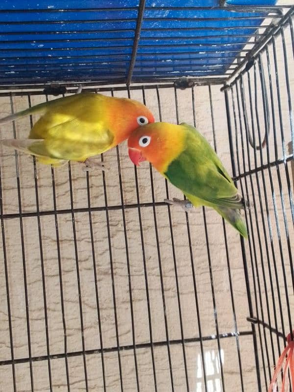 love birds for sell 3