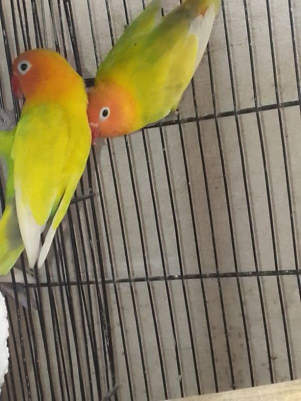 love birds for sell 4