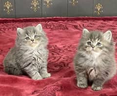 Persian kittens triple coat pair for sale contact Whatsapp03292450894