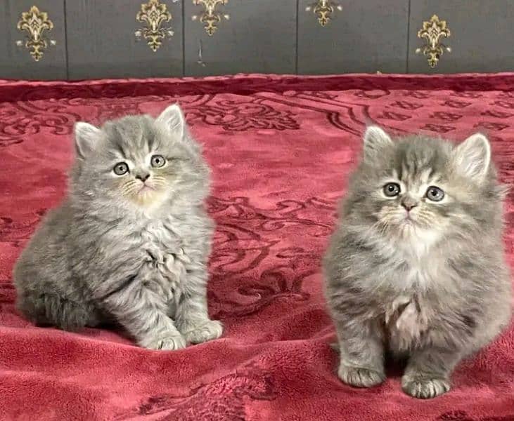 Persian kittens triple coat pair for sale contact Whatsapp03292450894 0