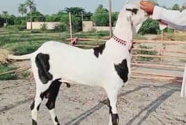 desi Bakra for sale WhatsApp number 03405872832)