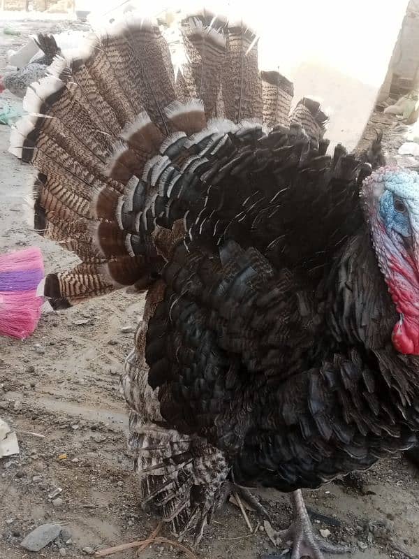 black tiger colour turkey bird 0