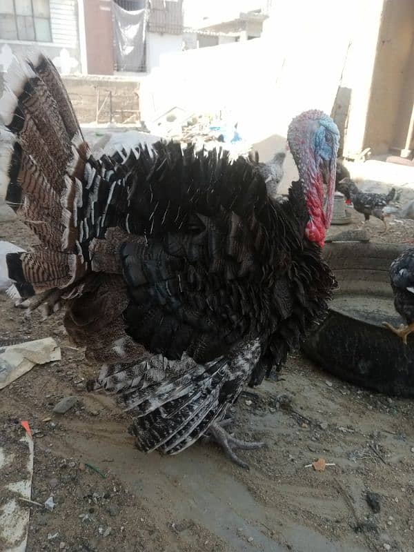 black tiger colour turkey bird 2