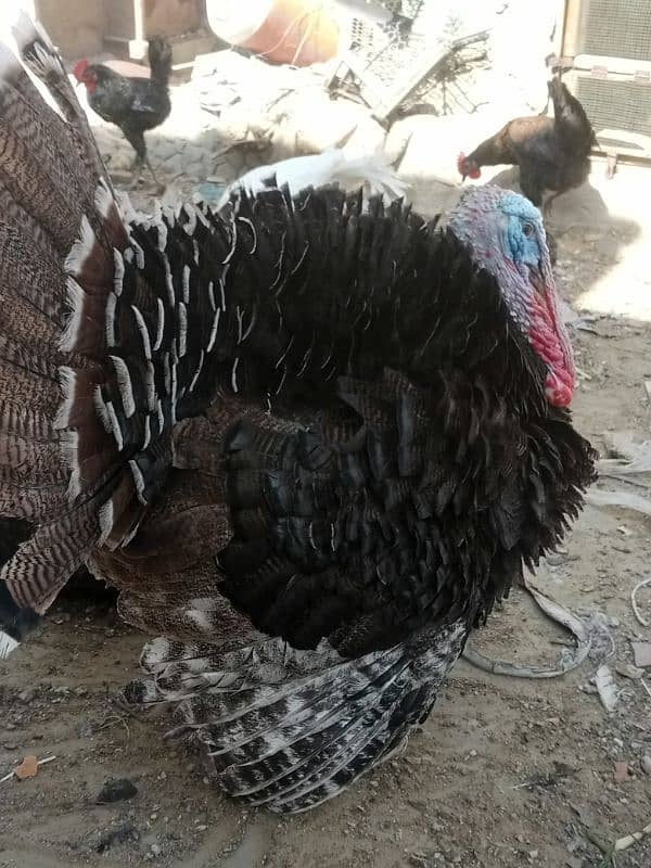 black tiger colour turkey bird 3