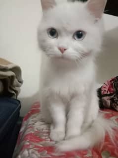 Triple coated Persian female kitten for sale.        03282051877