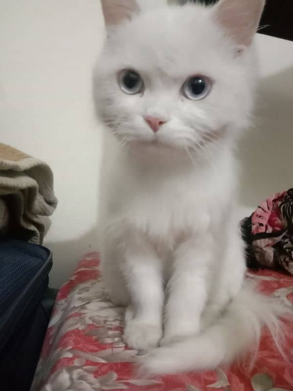 Triple coated Persian female kitten for sale.        03282051877 0