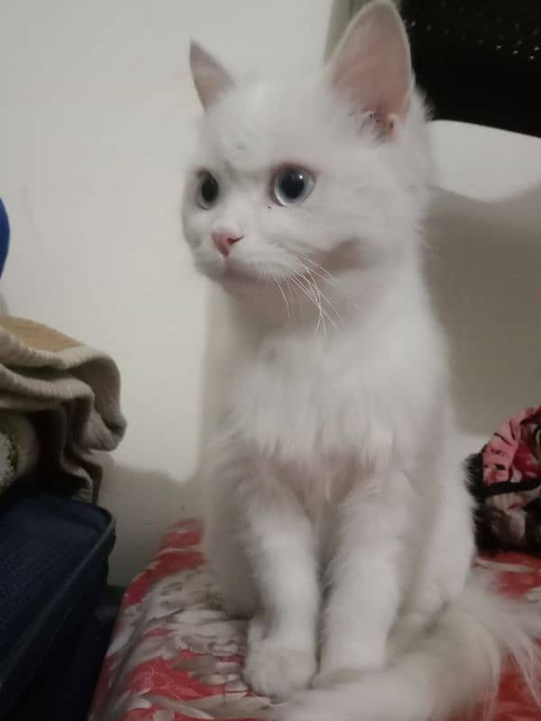 Triple coated Persian female kitten for sale.        03282051877 1