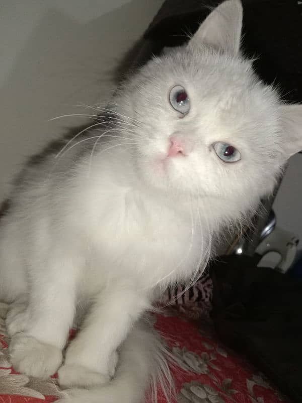 Triple coated Persian female kitten for sale.        03282051877 2