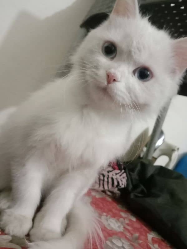 Triple coated Persian female kitten for sale.        03282051877 3