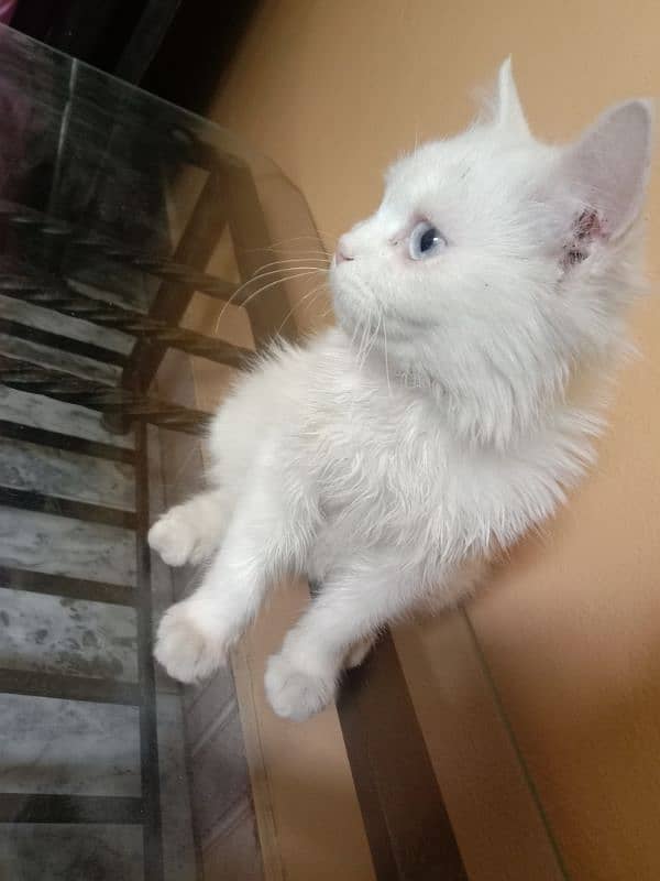 Triple coated Persian female kitten for sale.        03282051877 6