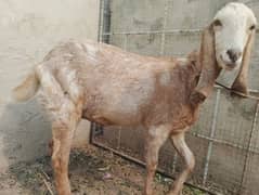 Goat Mix Breed Pregnant 1 Month Remaining of Delivery