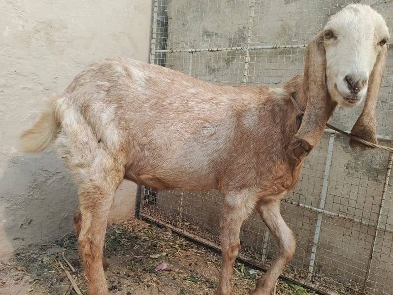 Goat Mix Breed Pregnant 1 Month Remaining of Delivery. 0