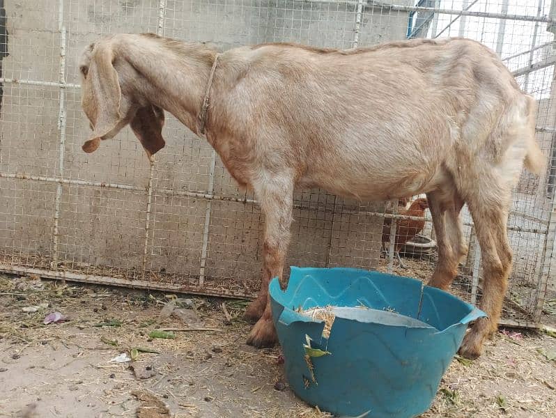 Goat Mix Breed Pregnant 1 Month Remaining of Delivery. 1