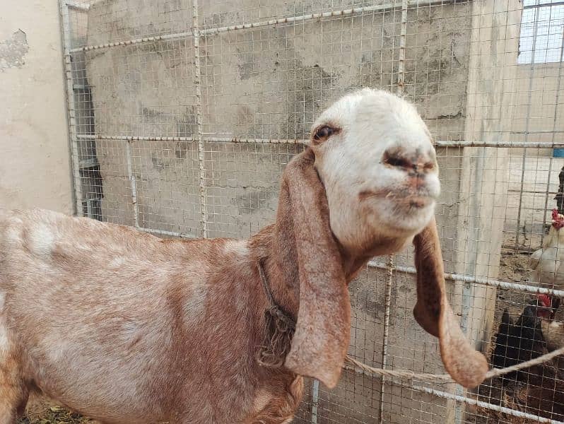 Goat Mix Breed Pregnant 1 Month Remaining of Delivery. 2