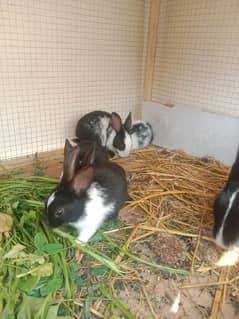 Rabits 4 cute kids for sale