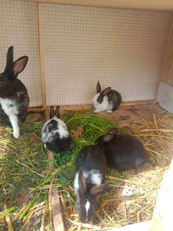 Rabits 4 cute kids for sale 3