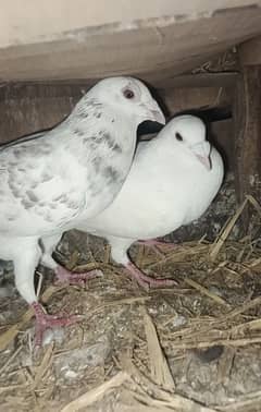 Gareezar Pair For Sale active and Healthy