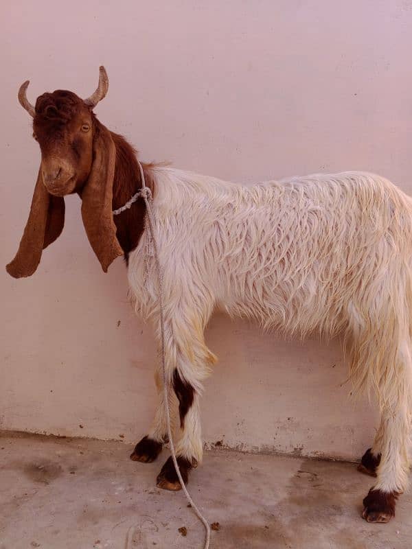 Age 1year above haa Bakra for sale haa dou dantt ka haa 0317-6747245 0