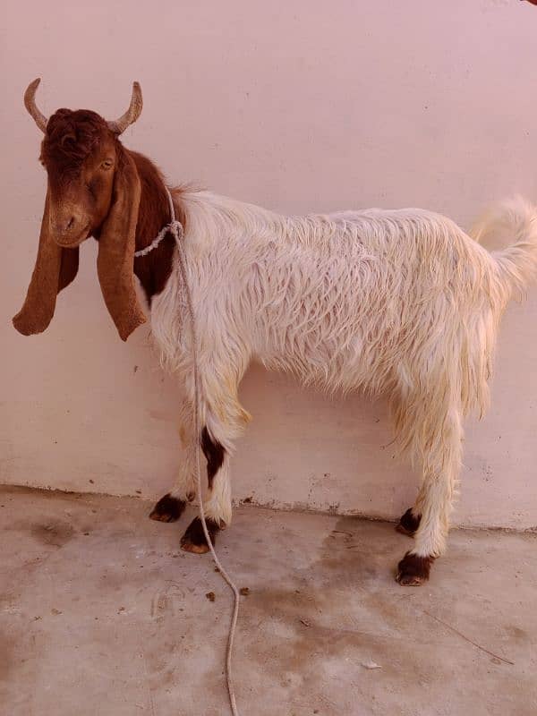 Age 1year above haa Bakra for sale haa dou dantt ka haa 0317-6747245 1