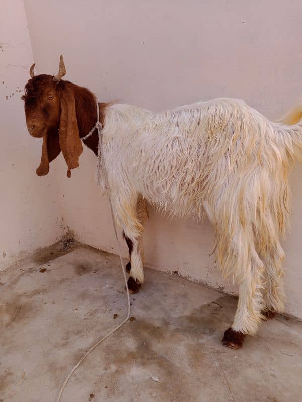 Age 1year above haa Bakra for sale haa dou dantt ka haa 0317-6747245 2