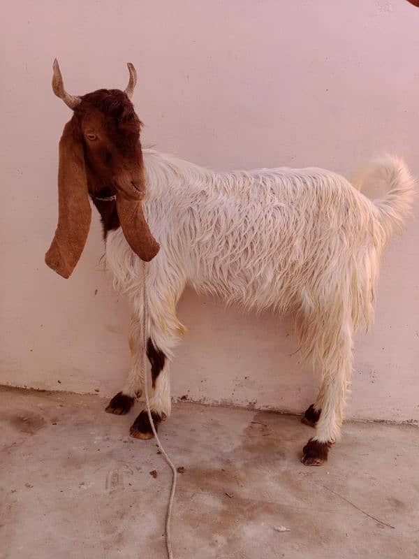 Age 1year above haa Bakra for sale haa dou dantt ka haa 0317-6747245 3