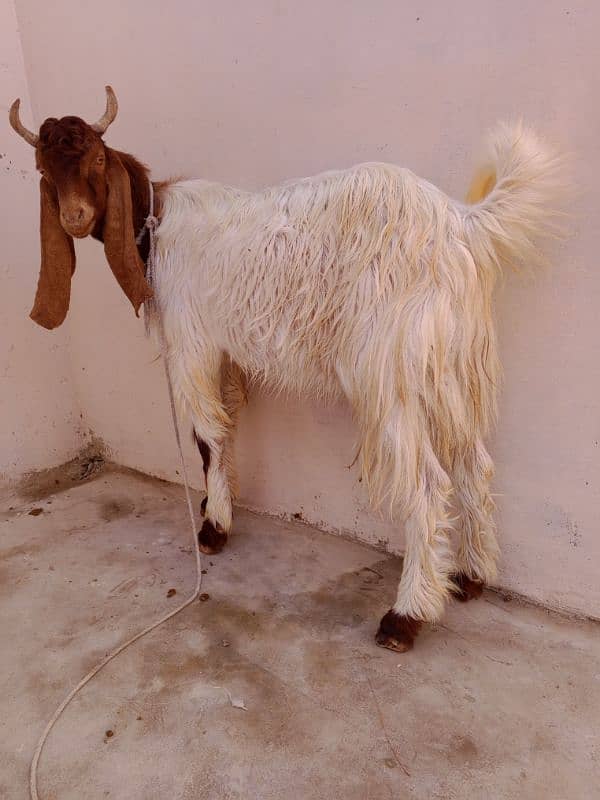 Age 1year above haa Bakra for sale haa dou dantt ka haa 0317-6747245 5