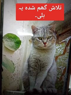 Persian cat lost