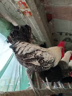 Australorp