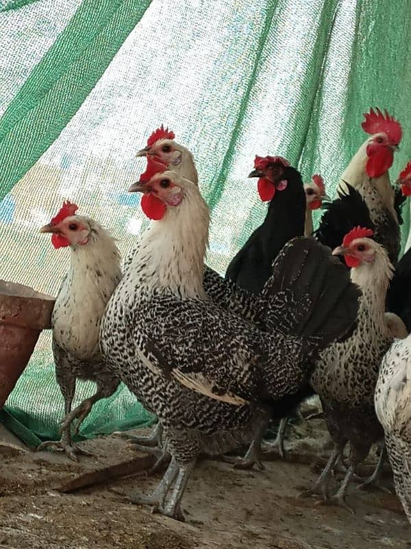 Australorp and misri 1