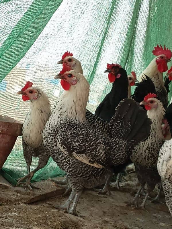 Australorp and misri 3