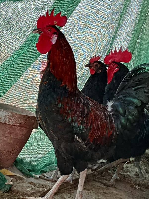 Australorp and misri 7