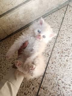 Persian kittens for sell