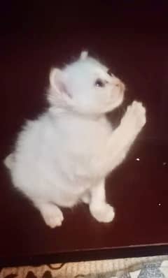 Persian White Kitten Triple Coated