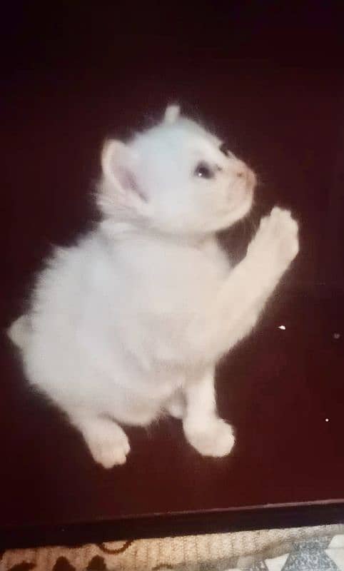 Persian White Kitten Triple Coated 0