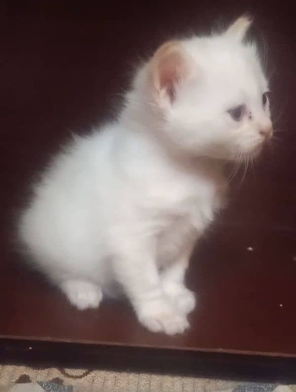 Persian White Kitten Triple Coated 1