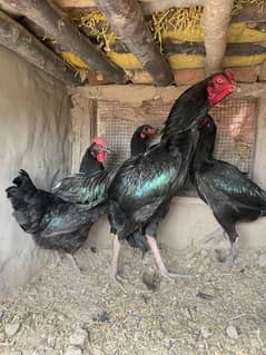 Aseel male female breeders