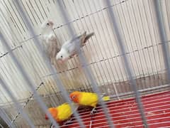 breeding Lovebirds pairs for sale