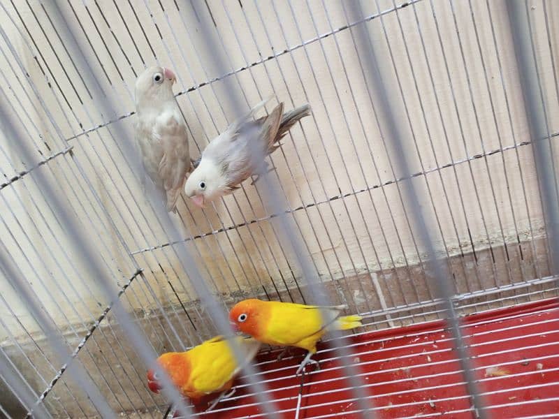 breeding Lovebirds pairs for sale 0