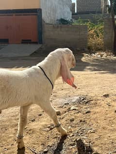 PURE RAJANPURI jori  | Goat | bakra | GULABI |  | bakry | بکرا