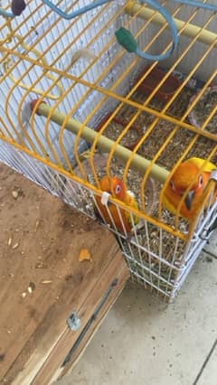 sun conure 03162617211